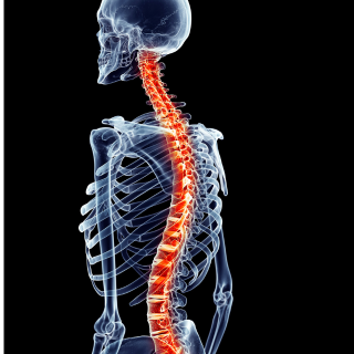 2026 EEH Spine Case Review (RSS) Banner